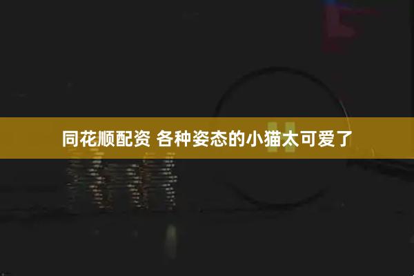 同花顺配资 各种姿态的小猫太可爱了