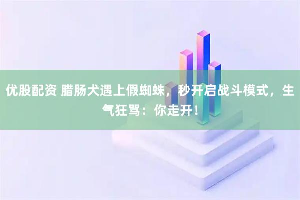 优股配资 腊肠犬遇上假蜘蛛，秒开启战斗模式，生气狂骂：你走开！